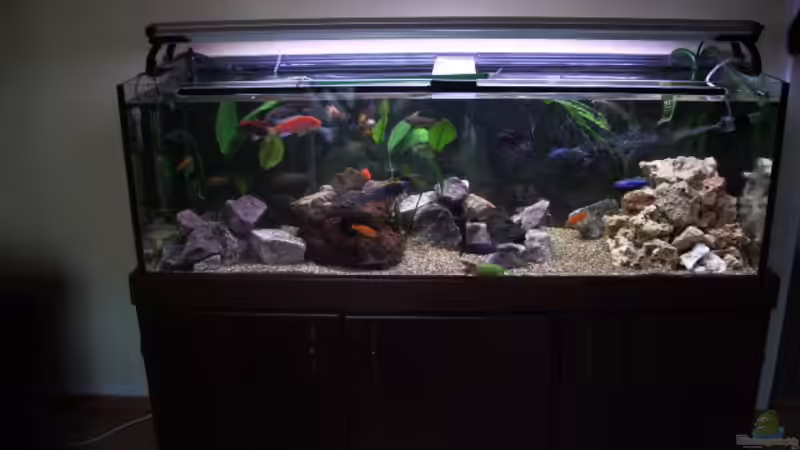 Aquarium Hauptansicht von Becken 6323