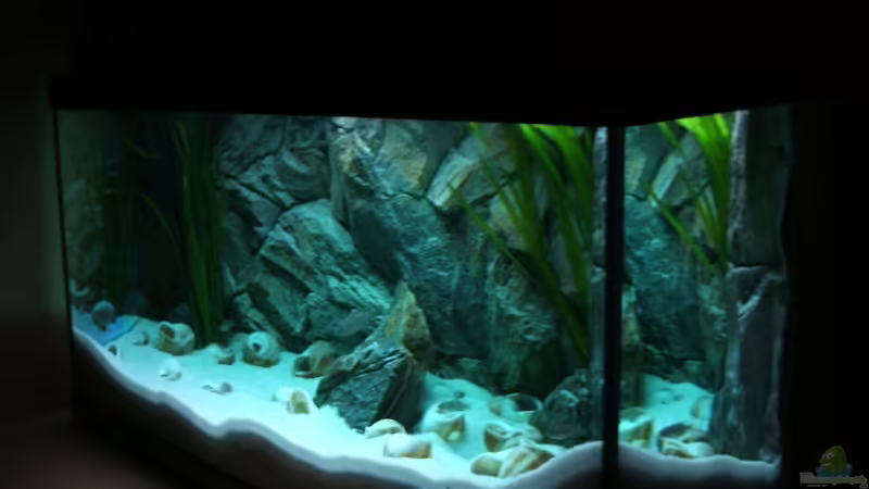 Aquarium Hauptansicht von Becken 6354 von Fabian Schulte (1)