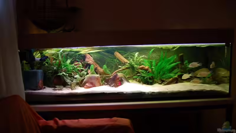 Aquarium Hauptansicht von Becken 636 von Felix Derschang (1)