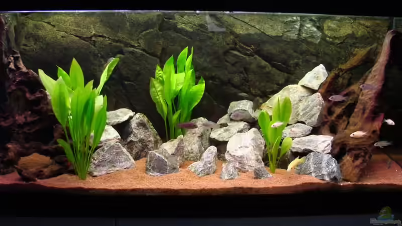 Aquarium Hauptansicht von Becken 6363 von Benjamin Leonhardt (1)