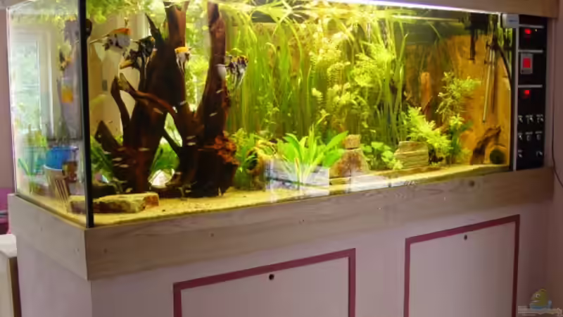 Aquarium Hauptansicht von Becken 6390 von Ralf Brücher (1)