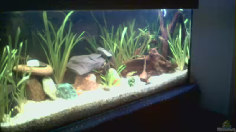 Aquarium Hauptansicht von Becken 6392 von David Herzog (1)