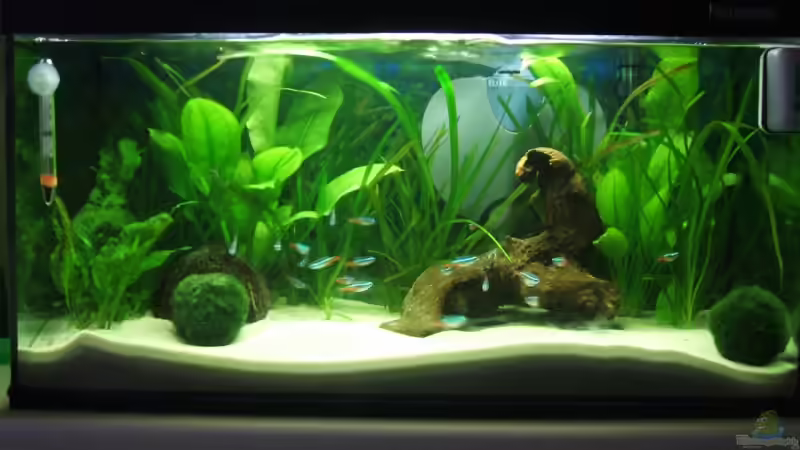 Aquarium Hauptansicht von Becken 6398 von AeROXX (1)