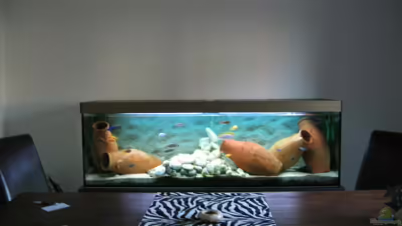 Aquarium Hauptansicht von Becken 64