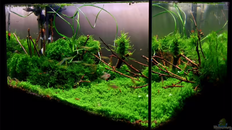 Aquarium Hauptansicht von Becken 6424