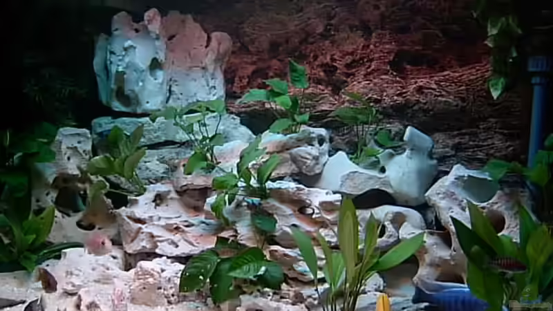 Aquarium Hauptansicht von Becken 643 von Steffen Langer (1)