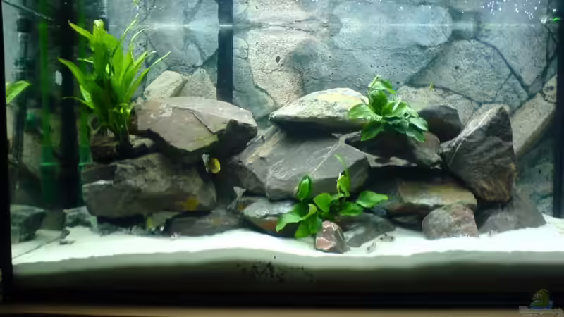 Aquarium Hauptansicht von Becken 6439