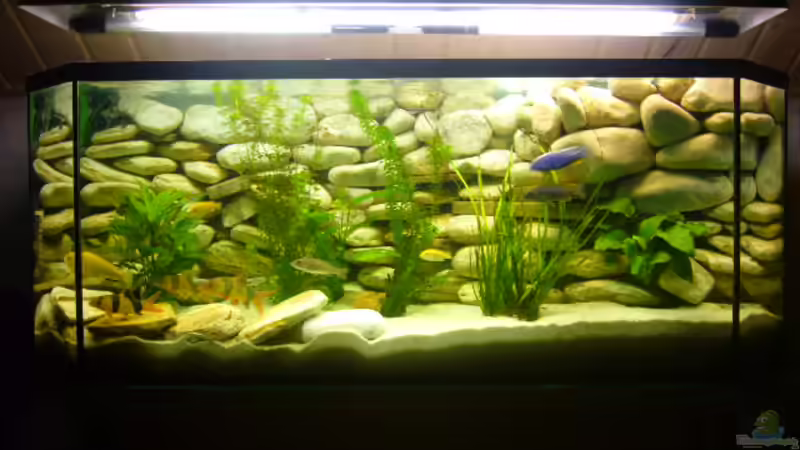 Aquarium Hauptansicht von Becken 6445 von Holger Müller (1)