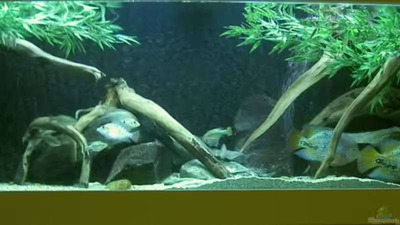 Aquarium Hauptansicht von Becken 6456 von Bert Teseling (1)