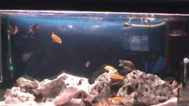 Aquarium Hauptansicht von Becken 646