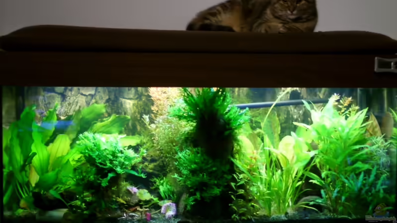 Aquarium Hauptansicht von Becken 6460 von Titan (1)