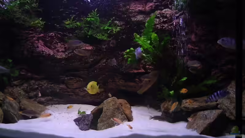 Aquarium Hauptansicht von Becken 6466