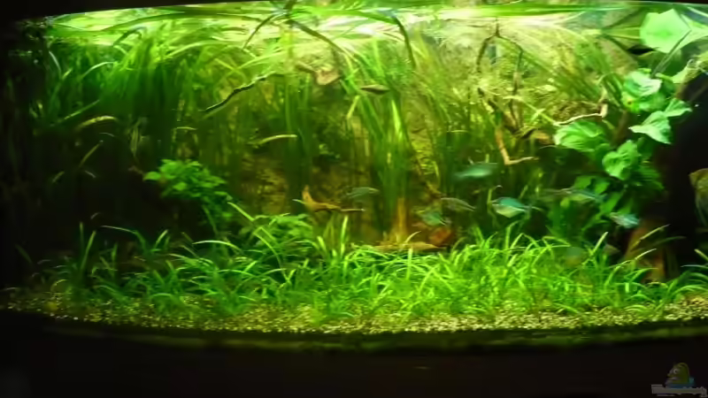 Aquarium Hauptansicht von Becken 6467