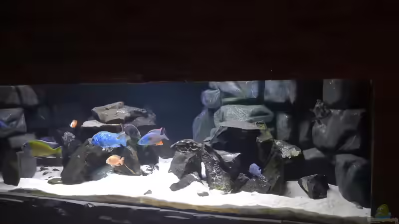 Aquarium Hauptansicht von Becken 649 von robbe (1)