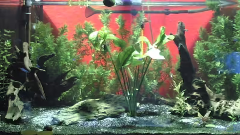 Aquarium Hauptansicht von Becken 6491 von Thomas Stadlmayr (1)