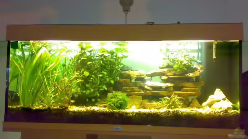 Aquarium Hauptansicht von Becken 6505
