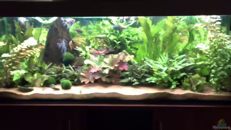 Aquarium Hauptansicht von Becken 6521 von Marcel Kirchhoff (1)