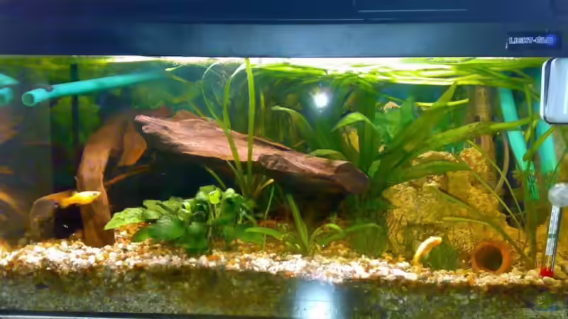 Aquarium Hauptansicht von Becken 6539