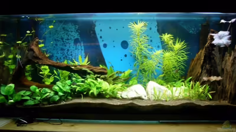 Aquarium Hauptansicht von Becken 6541