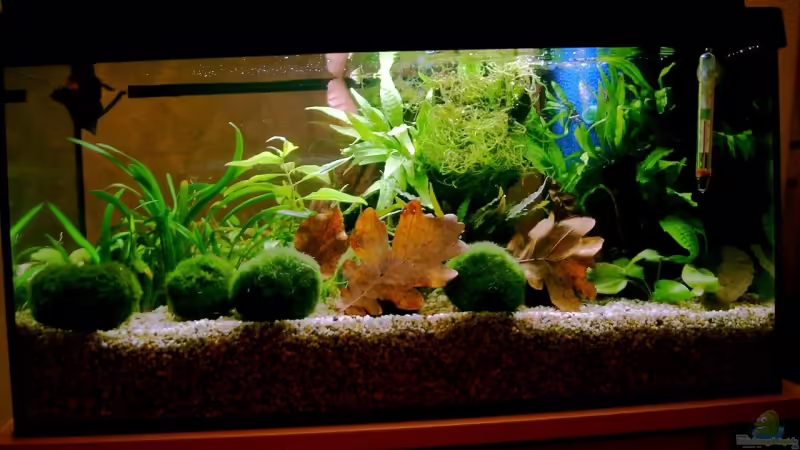 Aquarium Hauptansicht von Becken 6574 von Matthias Schober