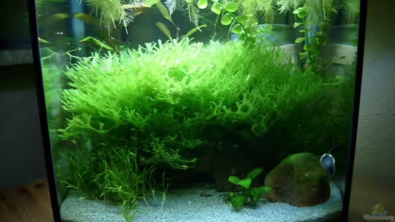 Aquarium Hauptansicht von Becken 6591 von Jacy (1)