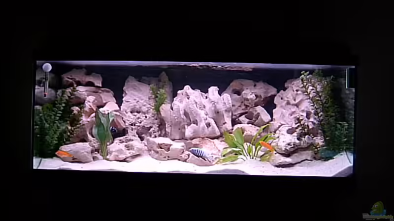 Aquarium Hauptansicht von Becken 660