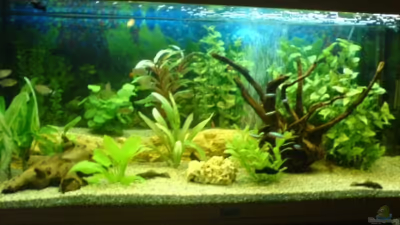 Aquarium Hauptansicht von Becken 6603 von Birgit Schönauer