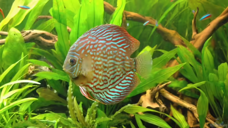 Aquarium Hauptansicht von Becken 6607 von Stephan Hansmann (1)