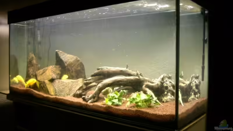 Aquarium Hauptansicht von Becken 6618 von Mista_Birdy (1)