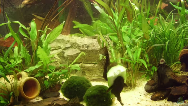 Aquarium Hauptansicht von Becken 6624 von Sandra Stoffels (1)