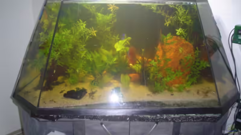 Aquarium Hauptansicht von Becken 6626 von Karl Englmeier (1)