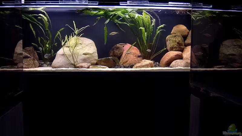 Aquarium Hauptansicht von Becken 6629 von Helgo Jacob (1)