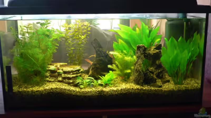 Aquarium Hauptansicht von Becken 6647