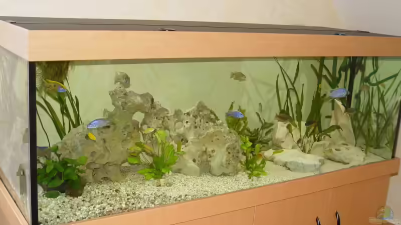 Aquarium Hauptansicht von Becken 665 von Gerhard Unruh (1)
