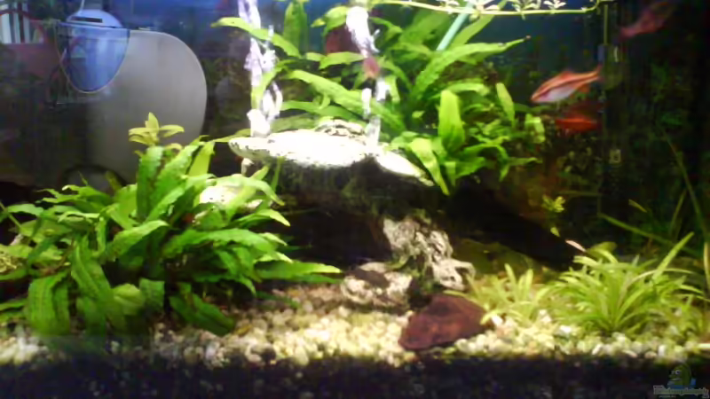 Aquarium Hauptansicht von Becken 6676 von Joelle Thies (1)