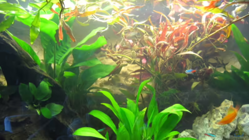 Aquarium Hauptansicht von Becken 6680 von Frank Eichhorn (1)