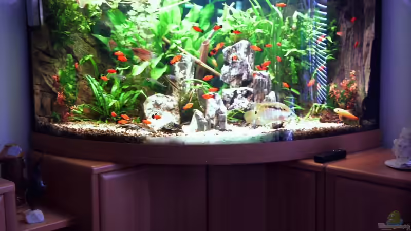 Aquarium Hauptansicht von Becken 6695 von kaulquappe (1)