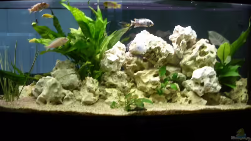 Aquarium Hauptansicht von Becken 6700 von Lutz Altepost (1)