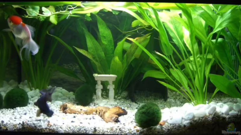 Aquarium Hauptansicht von Becken 6706 von Andreas Sauer (1)