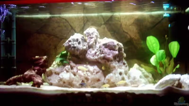 Aquarium Hauptansicht von Becken 671 von Thomas Neuhaus (1)