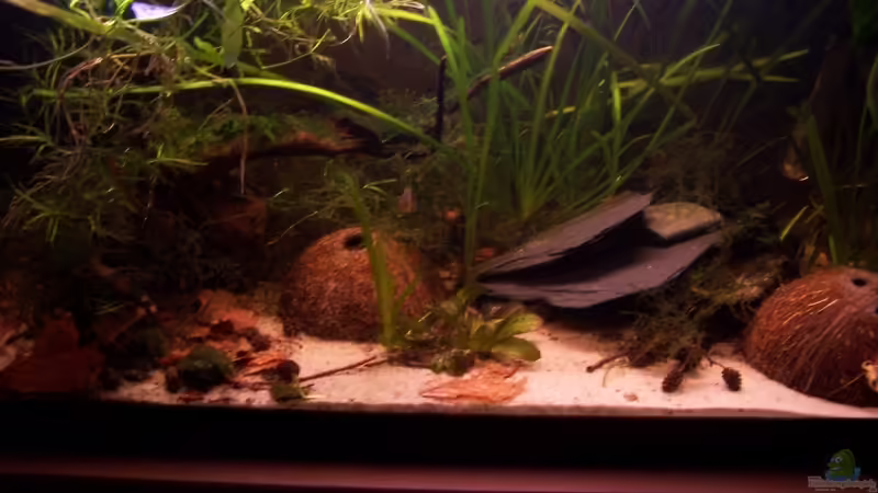 Aquarium Hauptansicht von Becken 6718 von Markus Dinter (1)