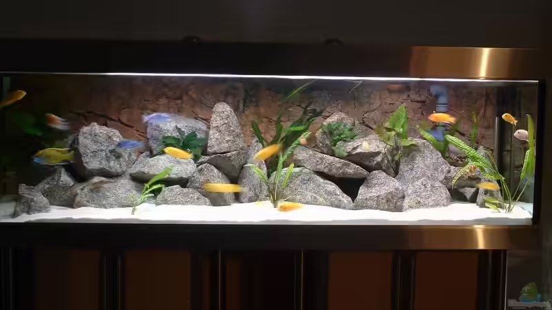 Aquarium Hauptansicht von Becken 6731 von Sascha Bolz (1)