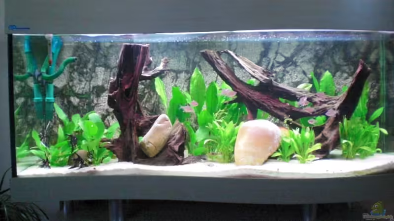 Aquarium Hauptansicht von Becken 6740 von Thomas Schmitz (1)