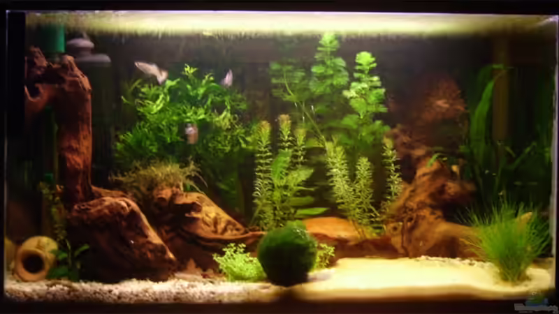 Aquarium Hauptansicht von Becken 6766 von Sandra Stoffels (1)