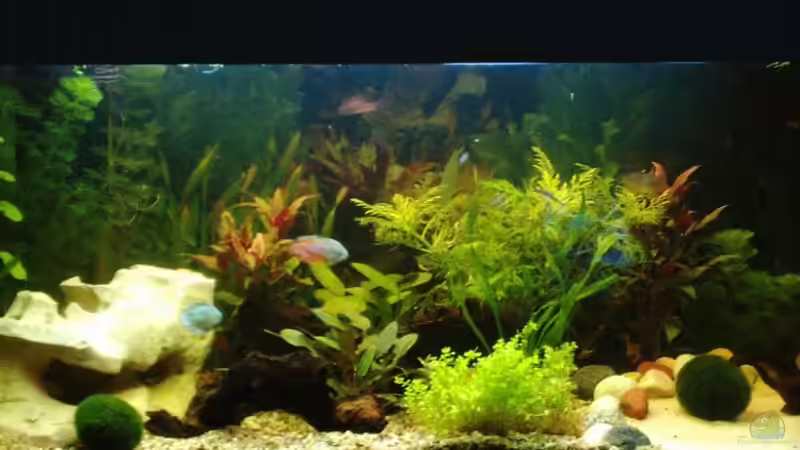 Aquarium Hauptansicht von Becken 6788 von Kathrin Schmidt (1)