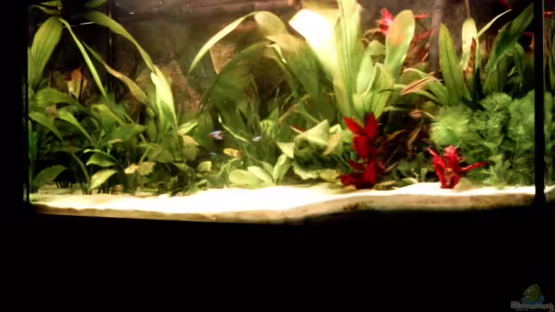 Aquarium Hauptansicht von Becken 6803 von David Düsel (1)