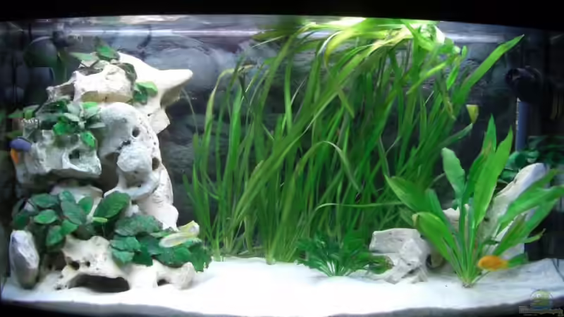 Aquarium Hauptansicht von Becken 6807 von Florian Glaser (1)