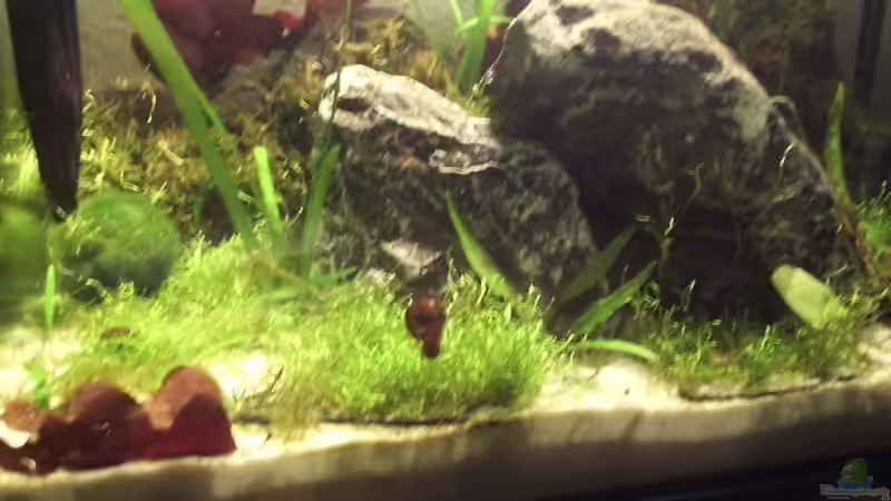 Aquarium Hauptansicht von Becken 6814 von Jonas Müller2 (1)