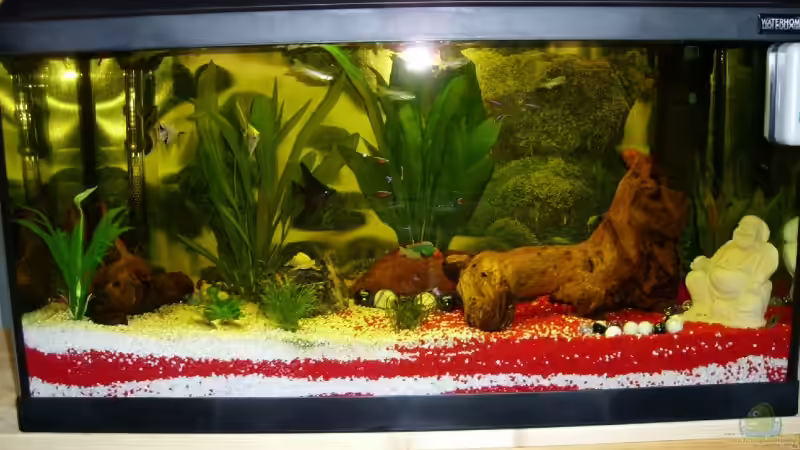 Aquarium Hauptansicht von Becken 6818 von Jonas Straßner (1)