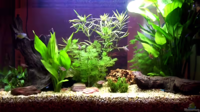 Aquarium Hauptansicht von Becken 6822